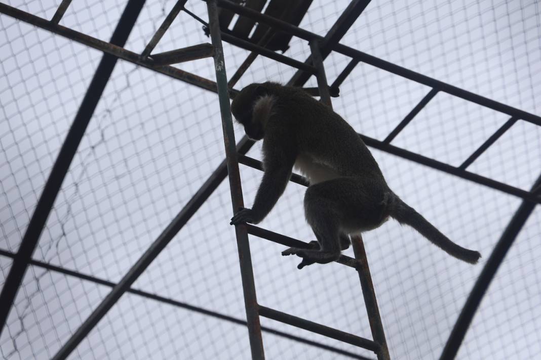 Firari Örümcek Maymunu Konya'daki hayvanat bahçesine getirildi 6